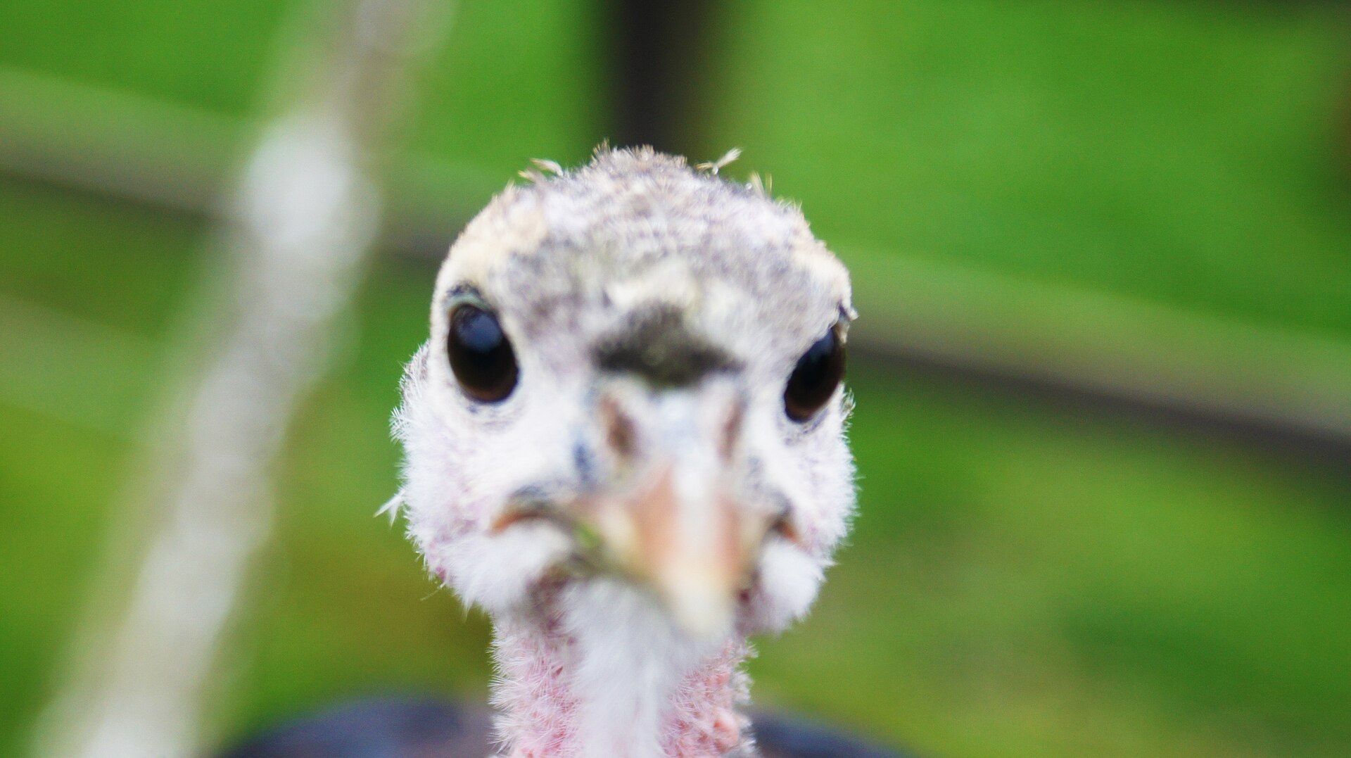 Bronze — wild turkey breed