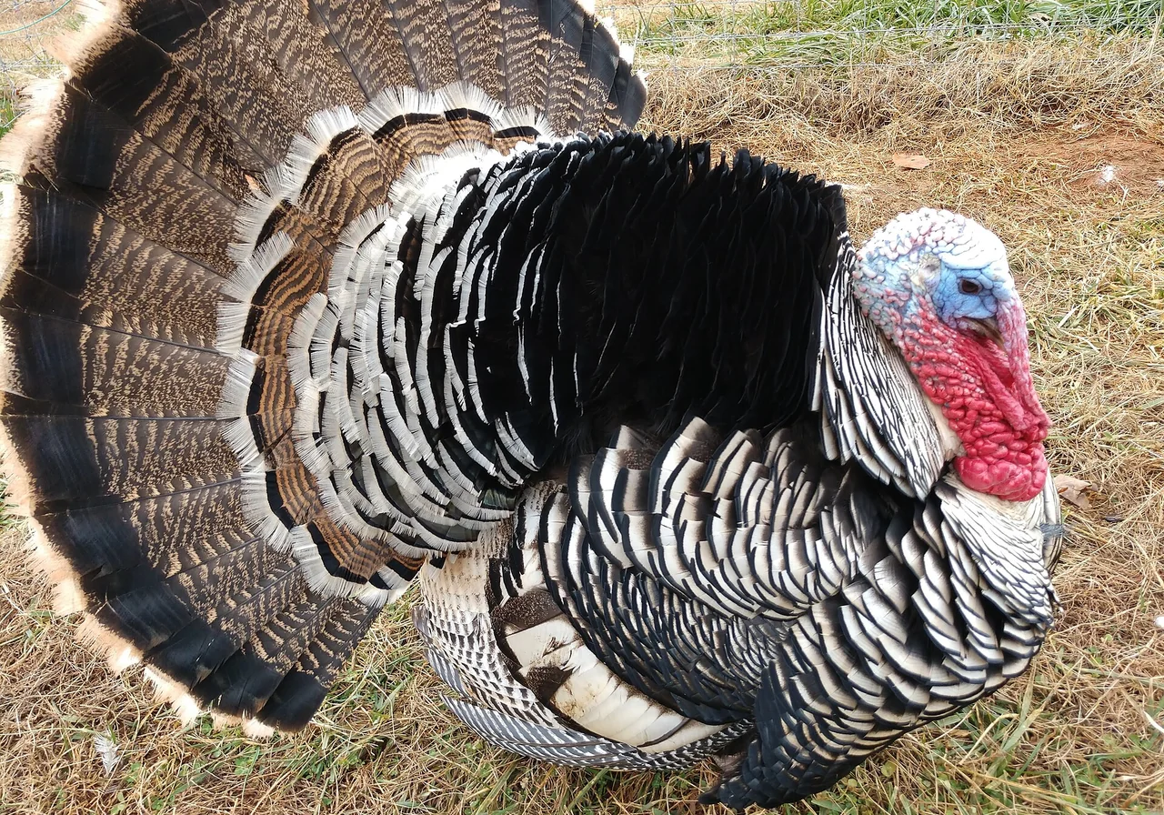 Narragansett — wild turkey breed