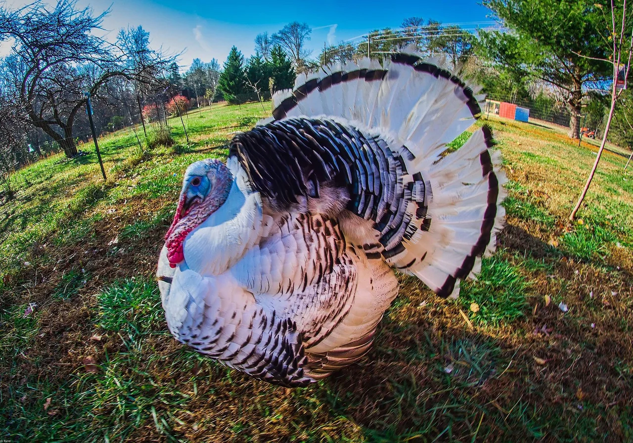Royal Palm — wild turkey breed
