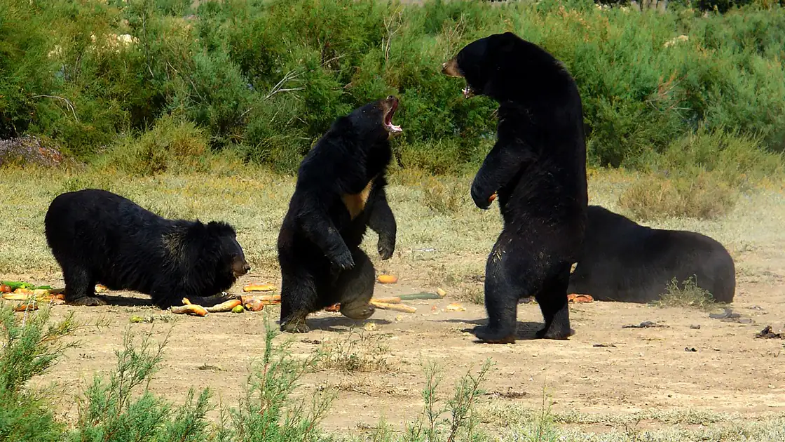 An Asian black bear (Ursus thibetanus), the species most often taken from the wild for bear baiting in Pakistan