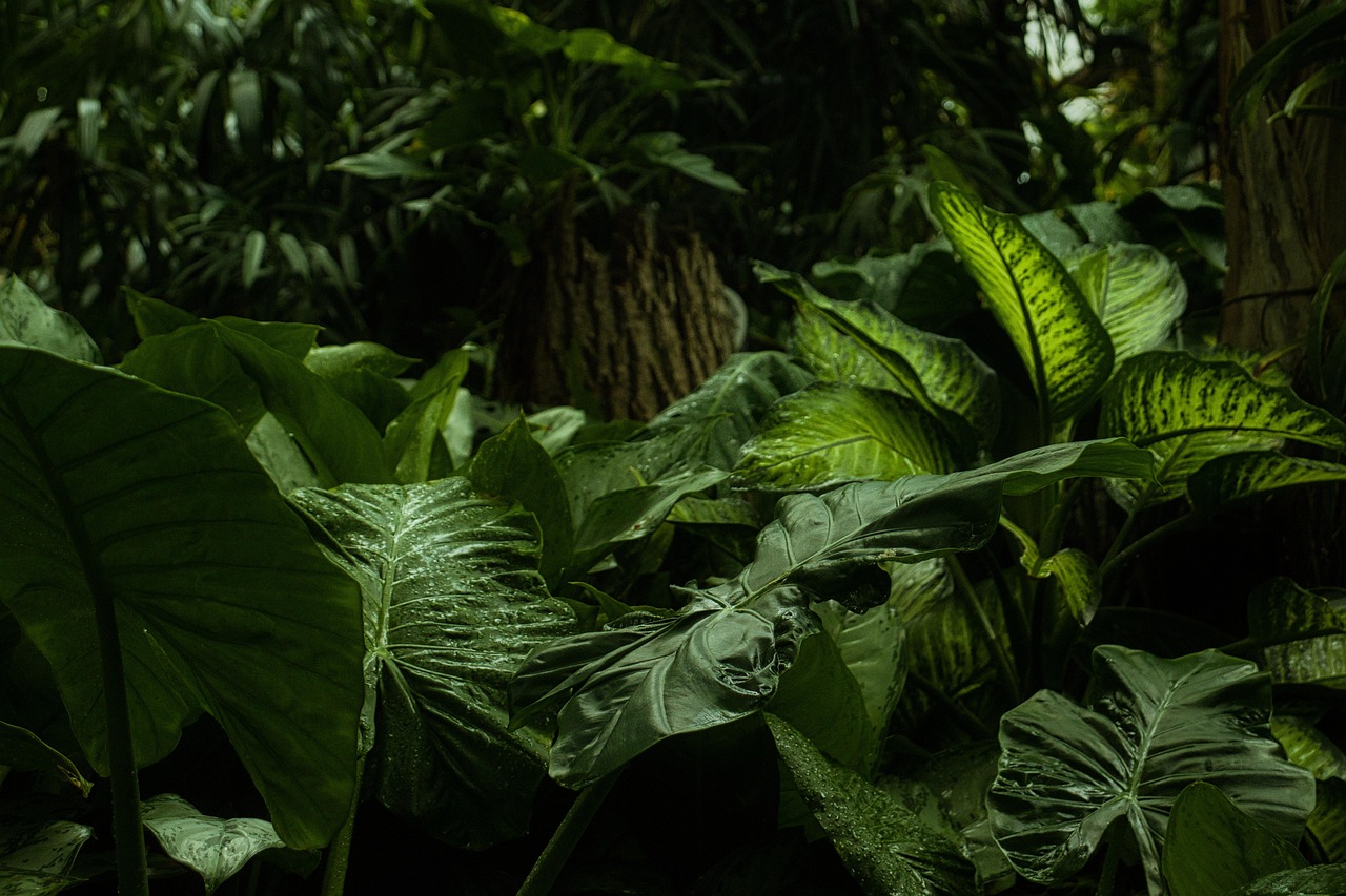 Tropical forest
