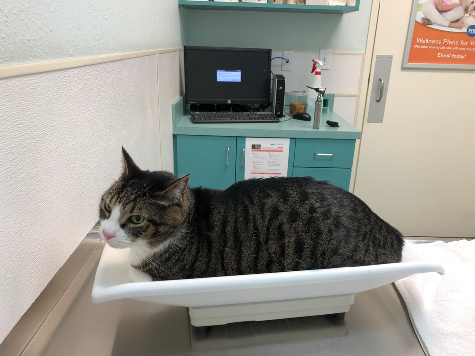 Eine getigerte Katze auf einer tierärztlichen Waage.