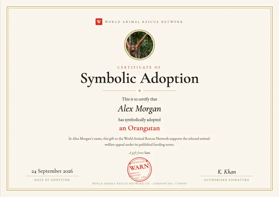 Sample orangutan symbolic adoption certificate made out to Alex Morgan, dated 24 September 2026, marked as a gift from Sam