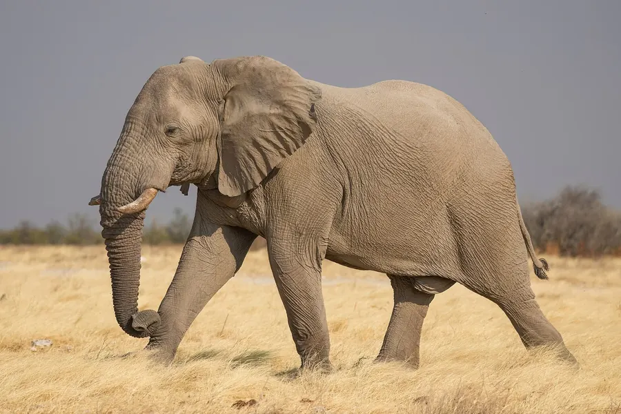 Adult African bush elephant walking in dry savanna, its large ear reaching over the shoulder and single-domed forehead shown in side profile.