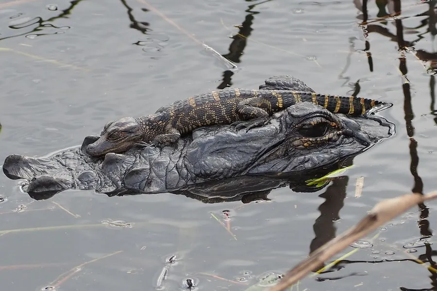 Alligator: broad U-shaped snout hides the lower teeth.