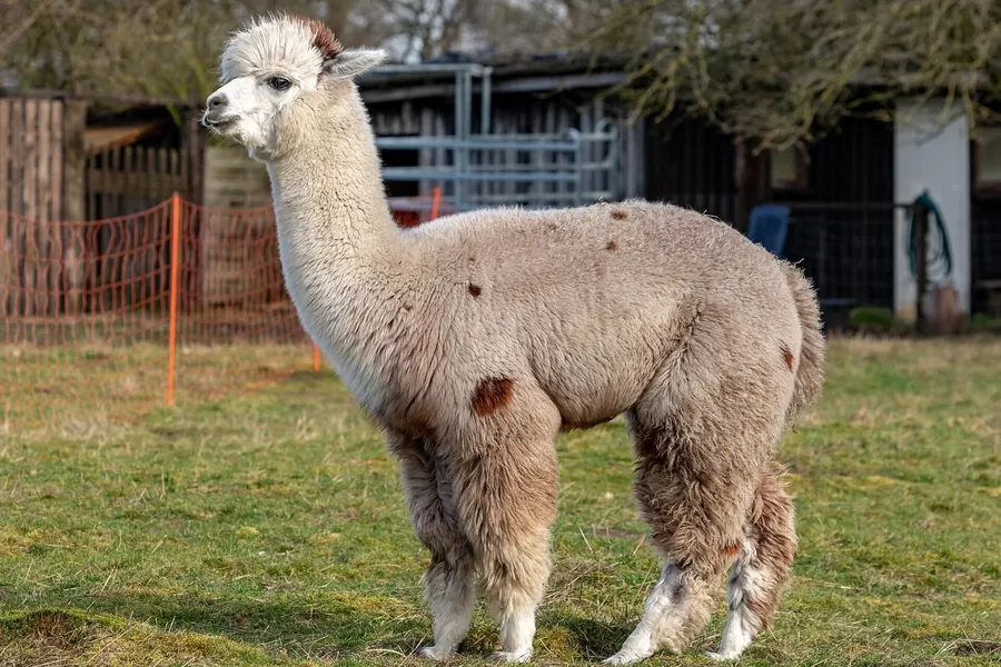 Alpaca: smaller, spear-shaped ears, fine fleece.