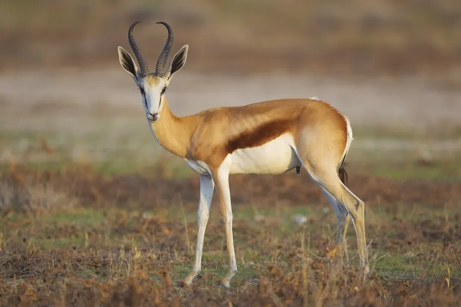 Antelope: permanent horns, mostly African bovids.