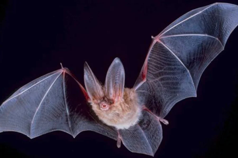 Bat: membranous wings, mammal face.