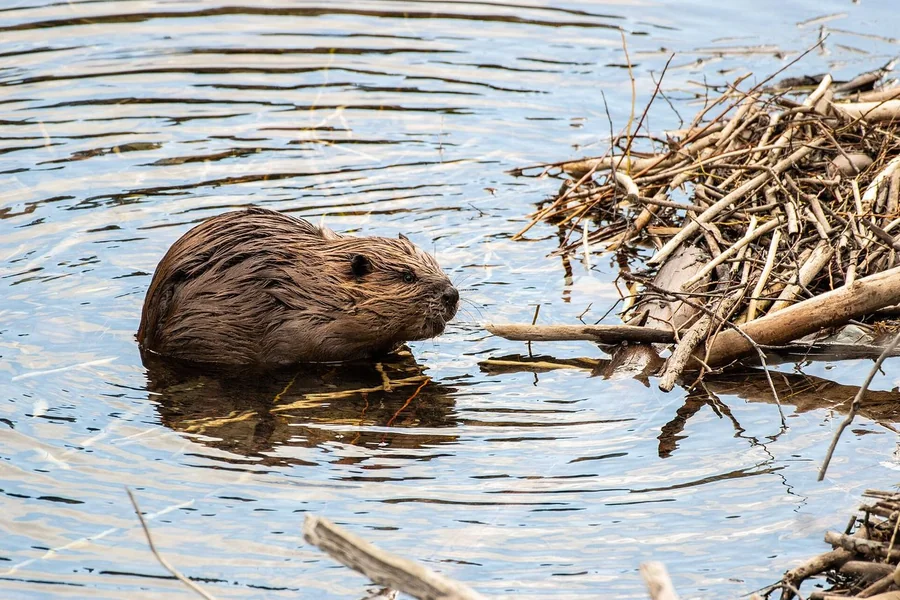 Beaver: flat paddle tail.