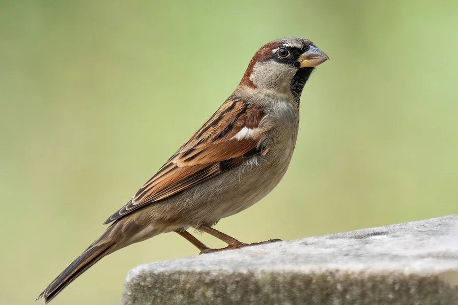 Bird: feathered wings, beak.