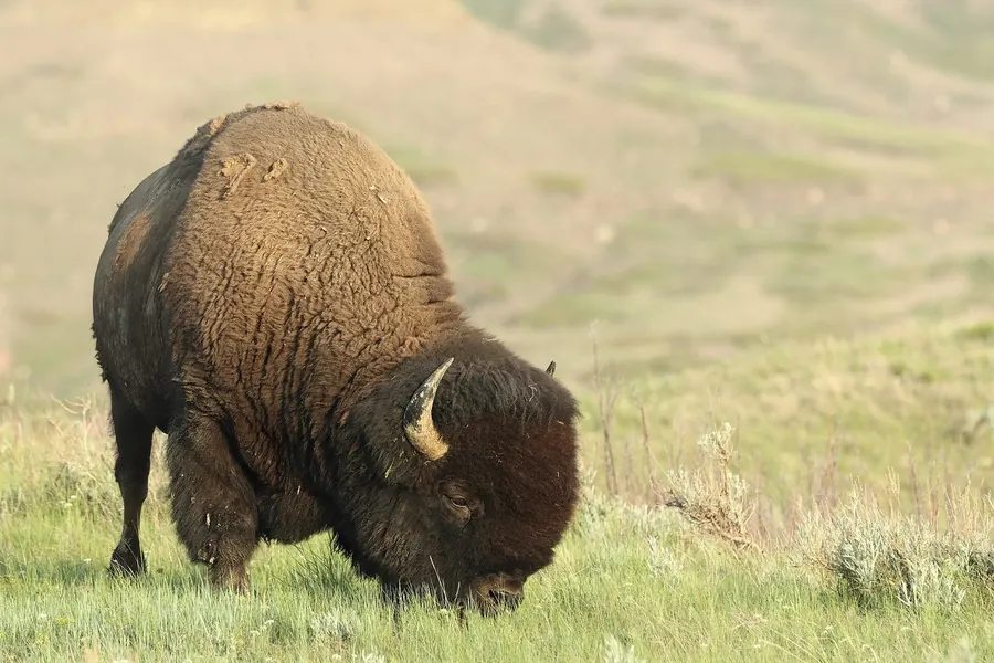 Bison: shoulder hump, beard, short sharp horns.