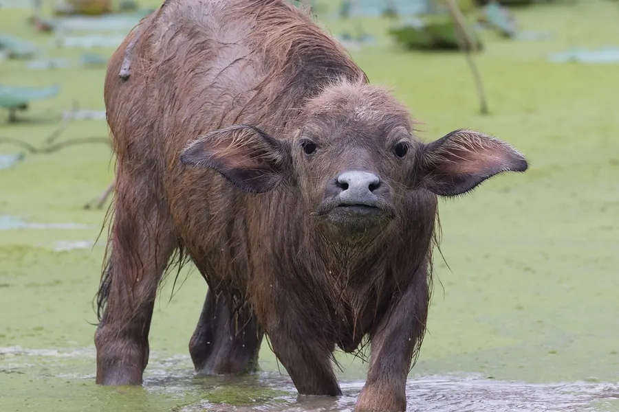 Buffalo: no hump, long sweeping curved horns.