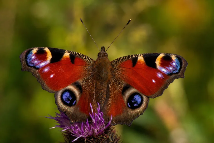 Butterfly with clubbed antennae resting with wings closed.