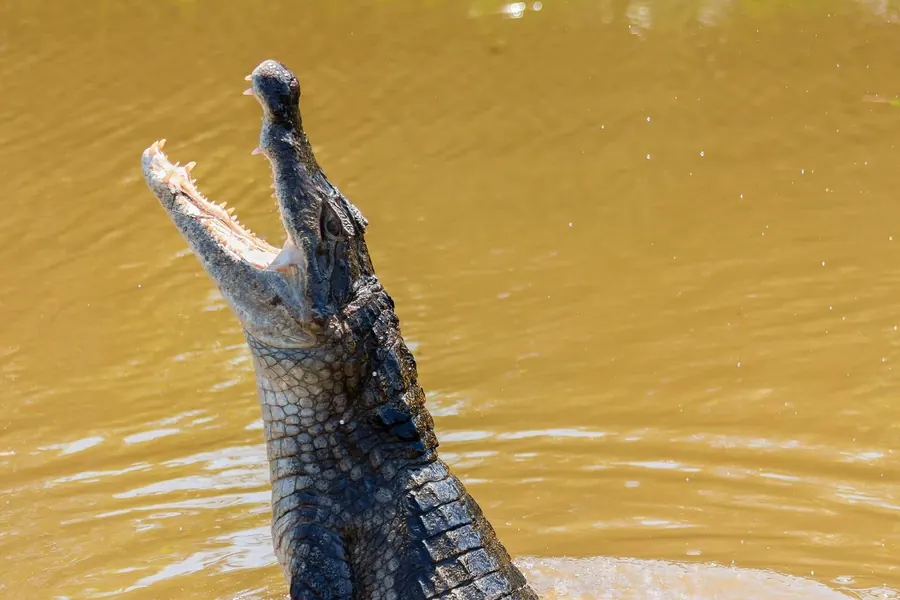 Caiman: bony ridge between the eyes, smaller.