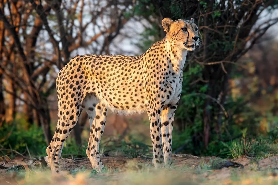 Cheetah: tear lines, spotted sprinting cat.