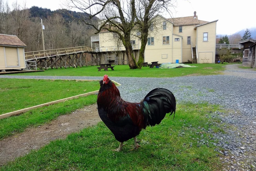 Chicken: comb and wattle domestic fowl.
