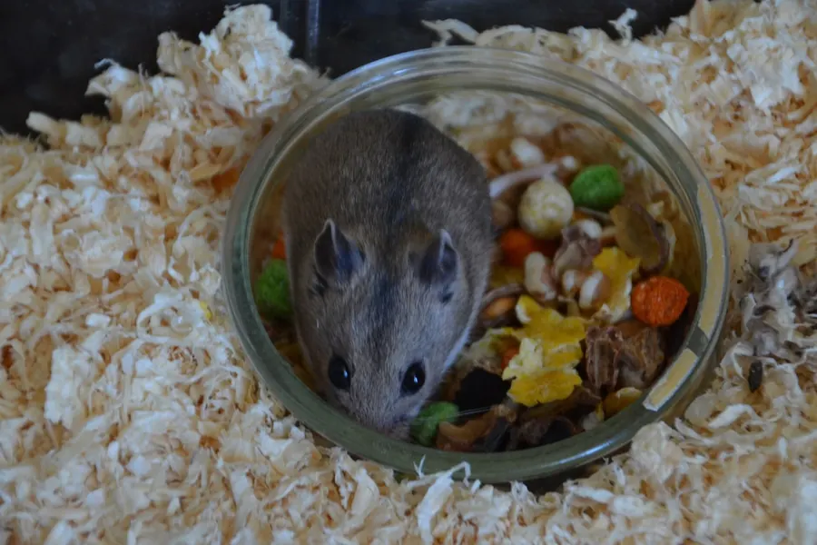 Grey-brown domesticated Chinese hamster with a slender, mouse-like body among wood-shaving bedding.