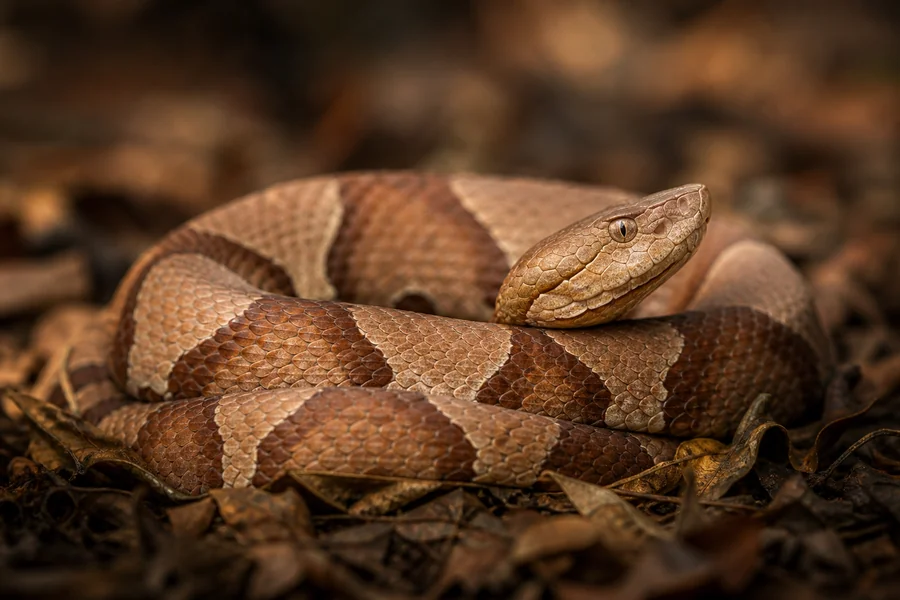 Copperhead: hourglass bands, copper tones.