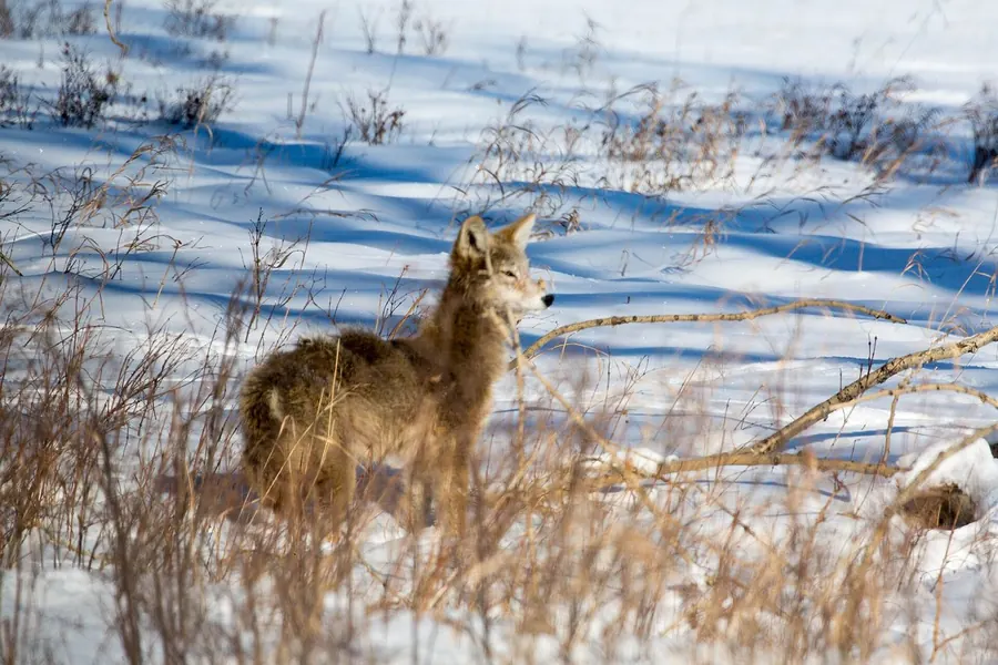 Coyote: larger, lankier canid.