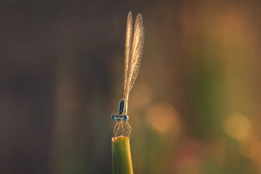 Damselfly: wings closed at rest.