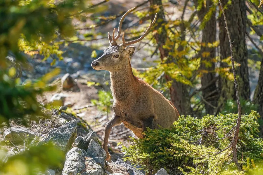 Deer: branched antlers, shed yearly, worldwide.