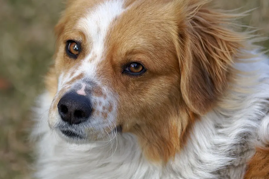 Dog: pack-descended omnivore, hugely varied in size.
