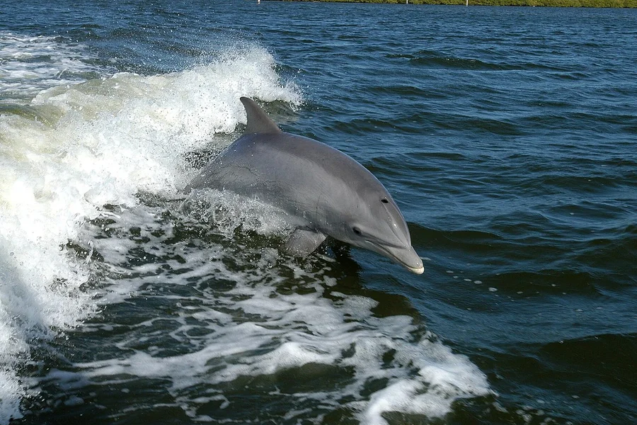 Dolphin: beaked snout, curved fin, conical teeth.