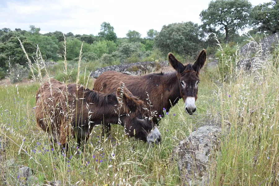 Donkey: a true species (Equus asinus).