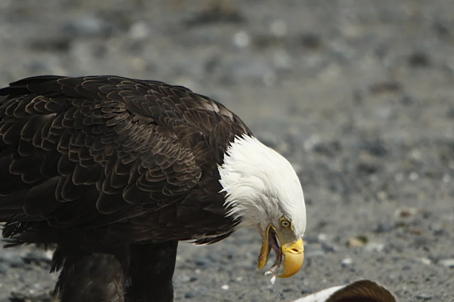 Large eagle with massive bill and broad wings.