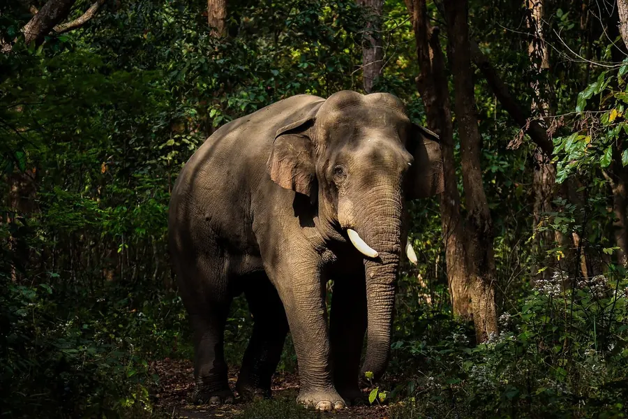 Asian elephant: small ears, twin-domed head, arched back.