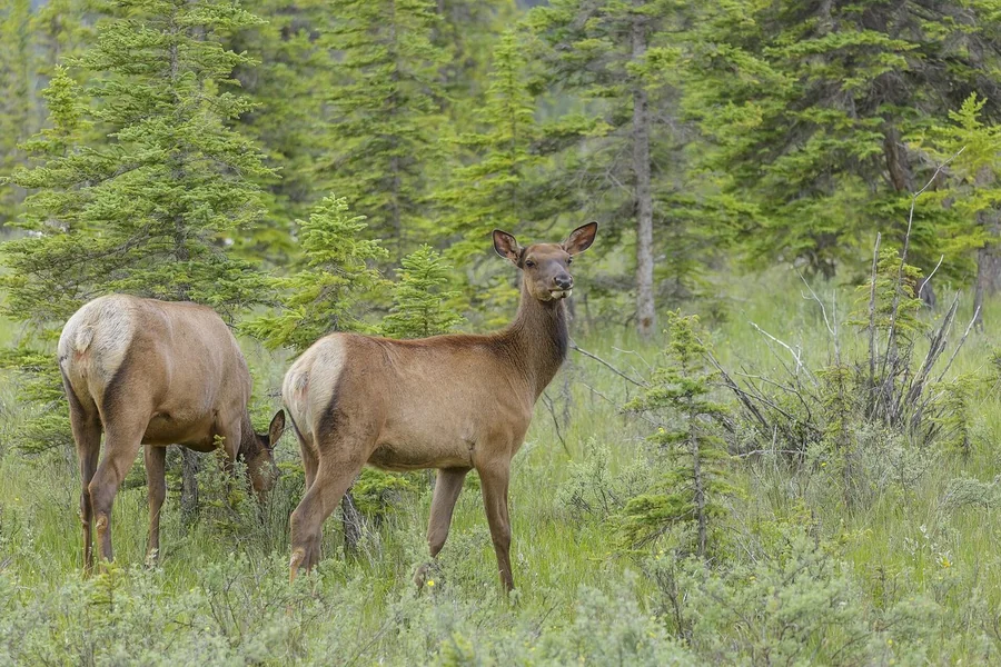 North American elk (wapiti) with branching antlers.