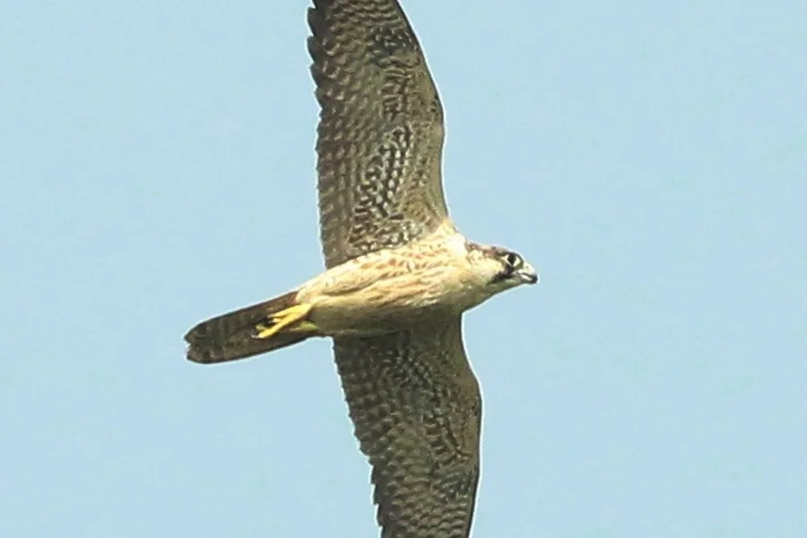 Falcon: pointed wings, notched beak.