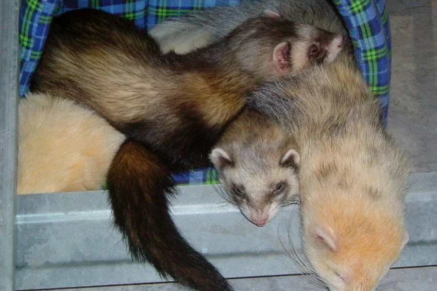 Ferret: long domestic mustelid body.