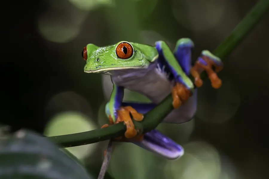 Frog: smooth moist skin, long legs, leaps.