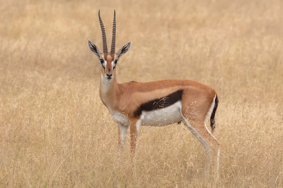 Gazelle: true gazelle lineage.