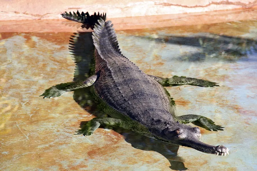 Gharial: ultra-thin snout, 100+ fish-catching teeth.