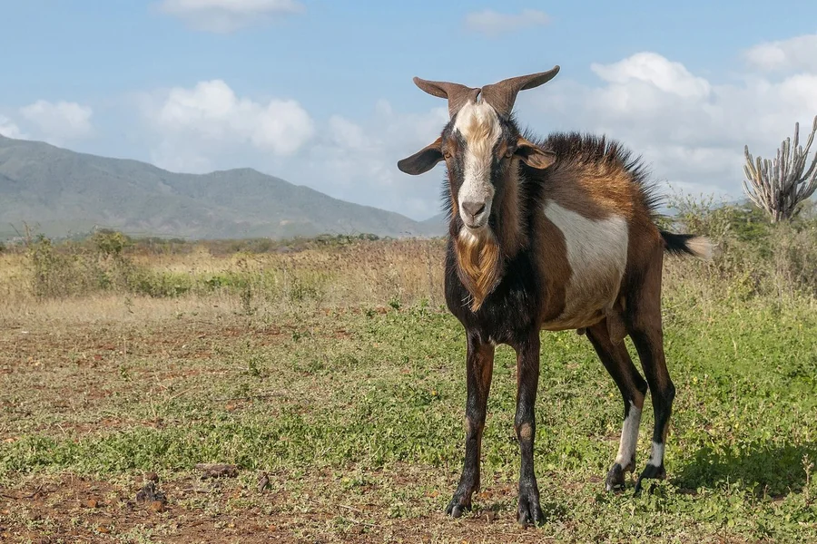 Goat with upright tail carriage and beard.