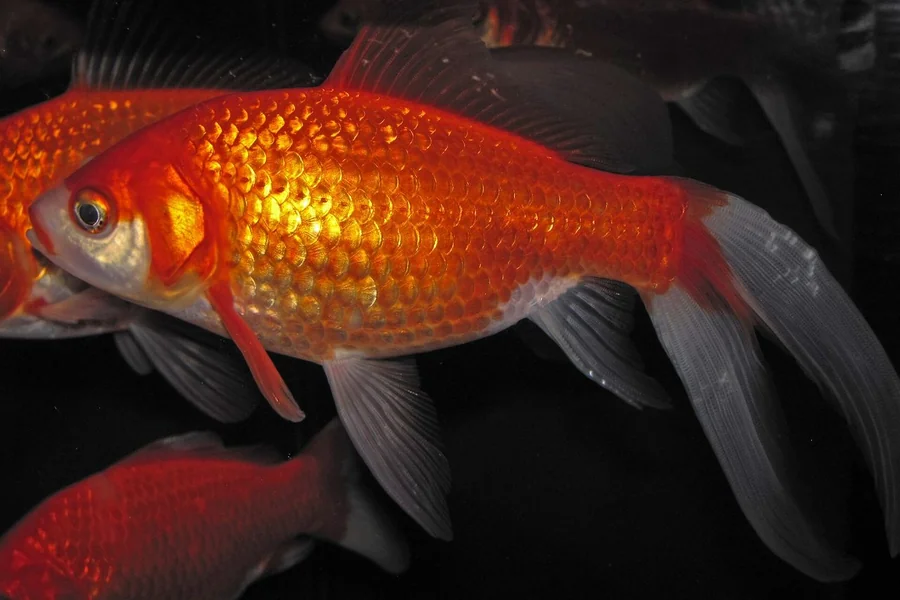 Goldfish: compact ornamental carp.