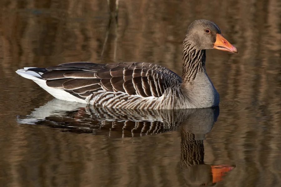 Goose with longer neck grazing near water.