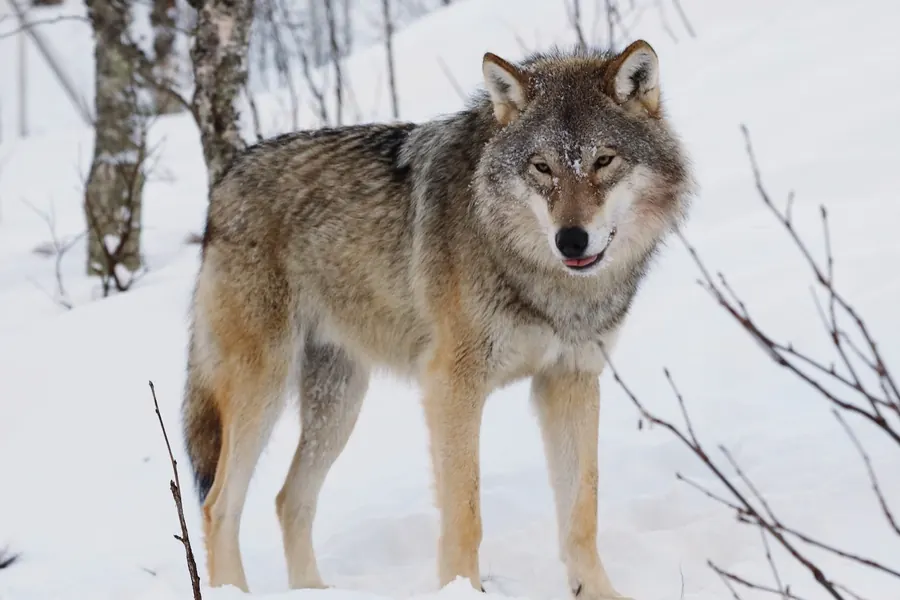 Wolf: wild, larger, longer-legged, wary of people.