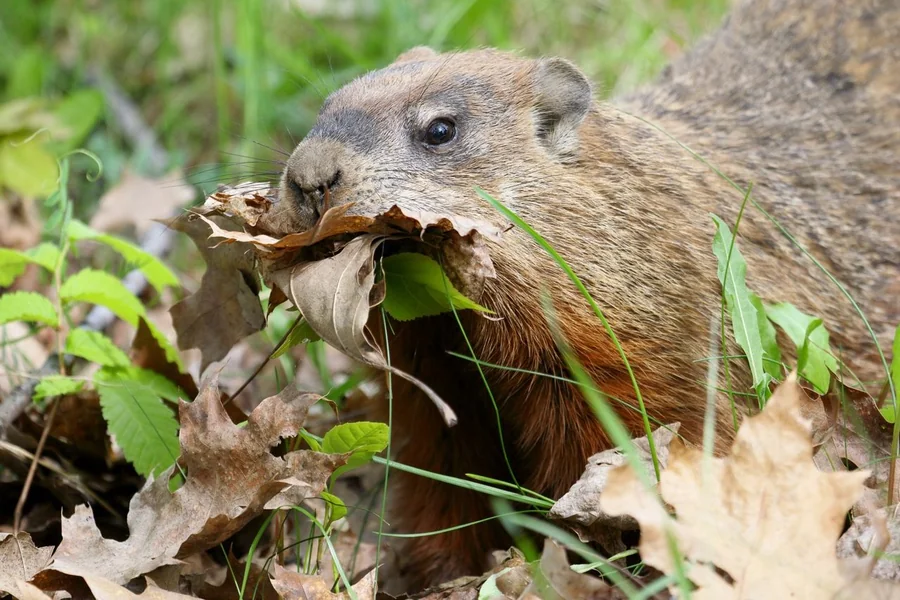 Groundhog: land burrower.
