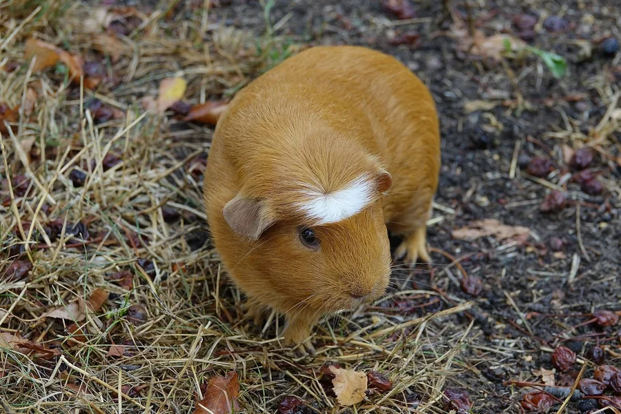 Guinea pig, a larger social cavy.