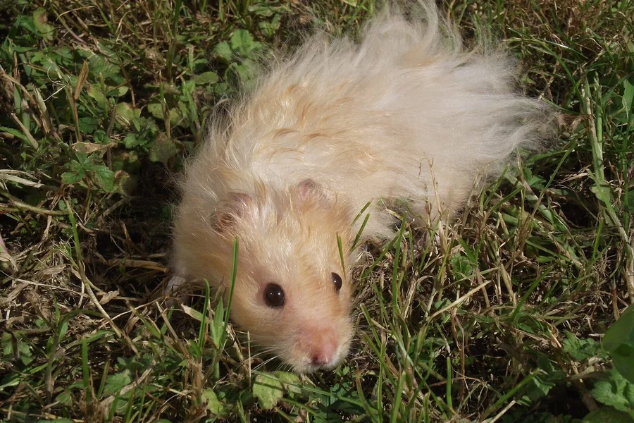 Syrian hamster: larger, stocky, golden, near tail-less.