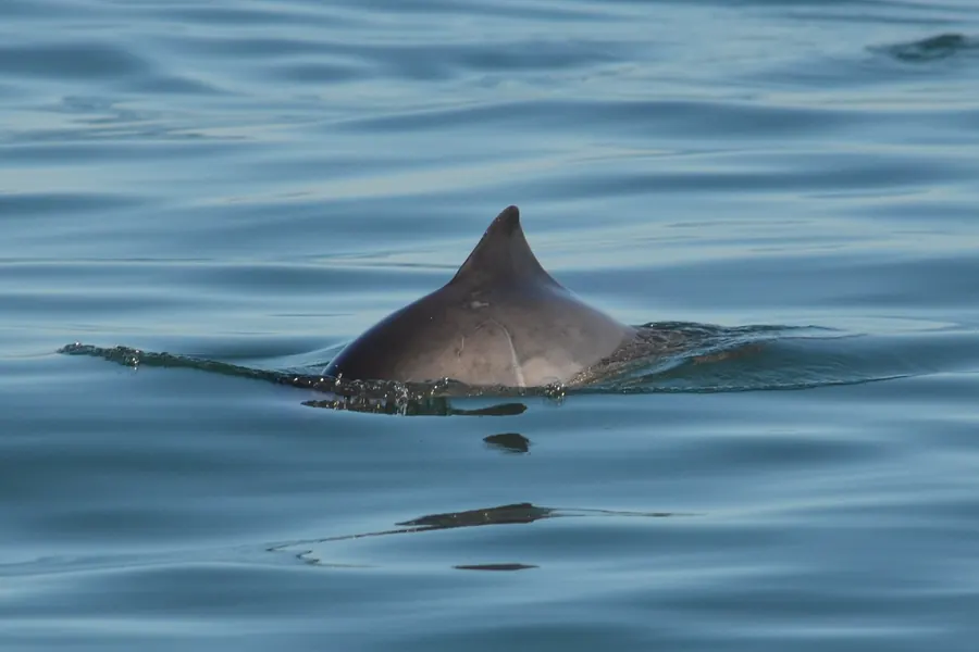 Harbour porpoise surfacing in calm sea, showing its small dark triangular dorsal fin and blunt back.