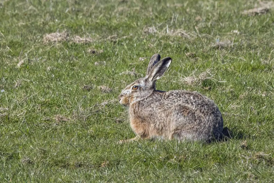 Hare: larger, long black-tipped ears, born furred above ground.