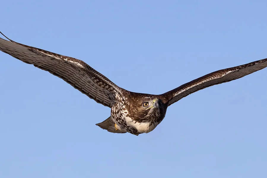 Hawk in flight showing typical smaller raptor build.
