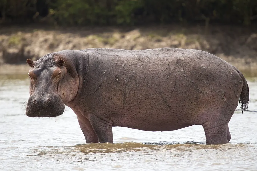 Hippopotamus: no horn, tusk-like teeth, semi-aquatic.