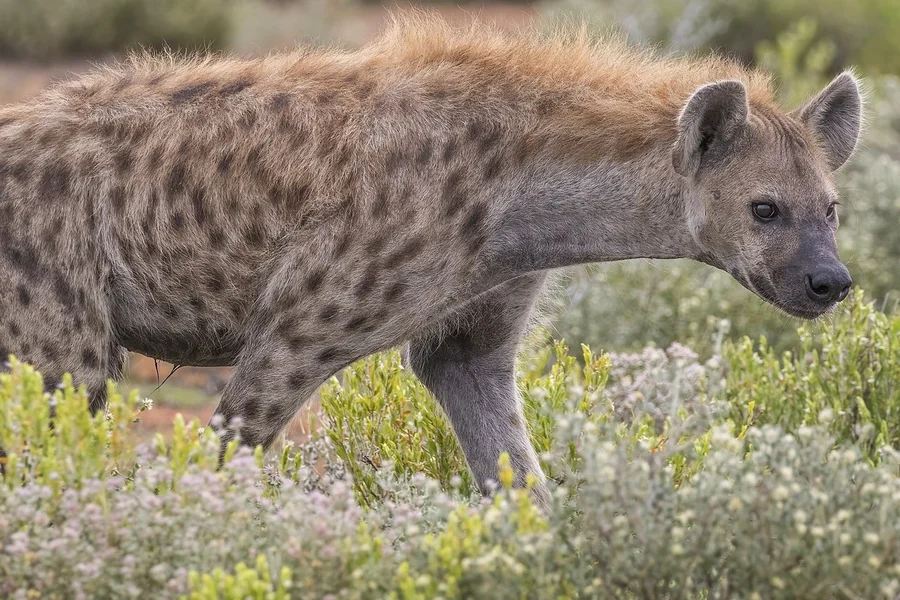 Hyena: feliform carnivore.