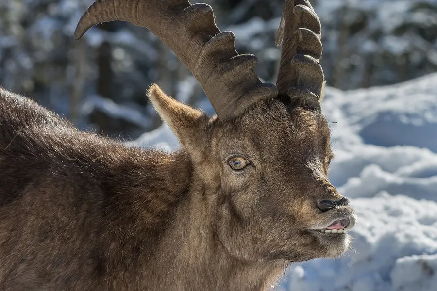 Ibex: long backward-sweeping ridged horns.