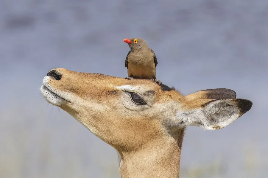Impala: Aepyceros — not a true gazelle.